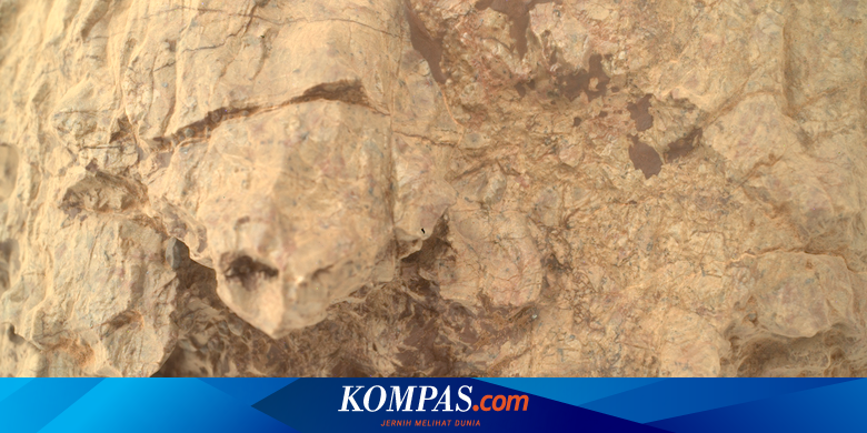 Rover NASA Temukan Batuan Berbentuk Kura-kura di Mars