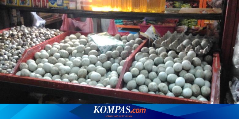 Mahasiswa Ugm Ubah Cangkang Telur Bebek Jadi Obat Sakit Gigi