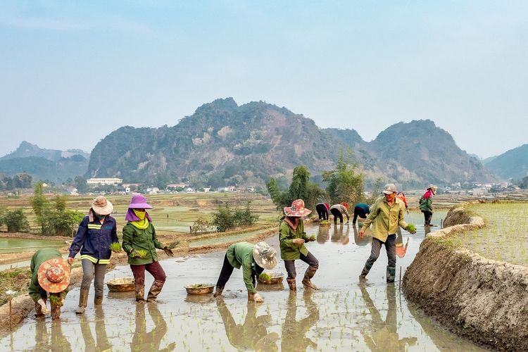 Ilustrasi pertanian, petani. 