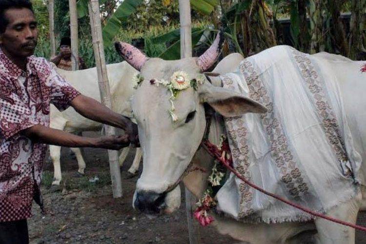 Seekor sapi  yang sudahdirias sebelum dipotong dalam peringatan Hari Raya Idul Adha sebagai bagian dari tradisi Manten Sapi di Pasuruan. 