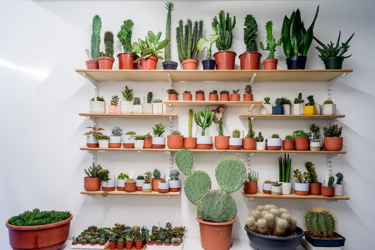 Tanaman kaktus yang dipajang di Prick Cacti Shop 