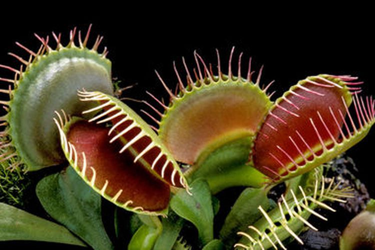 Venus Fly Trap (Dionaea muscipula) .