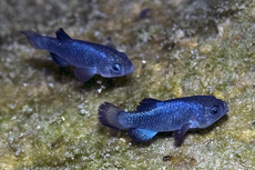 Devils Hole Pupfish, Ikan Kecil Penghuni Death Valley