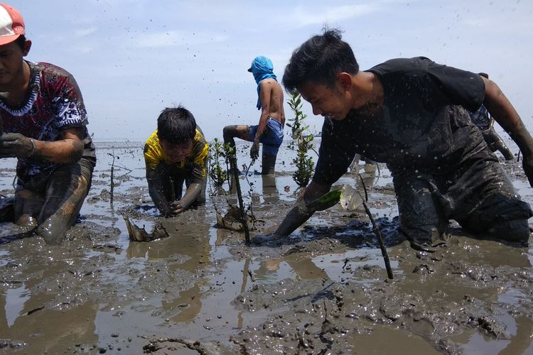 Anggota Karang Taruna Bina Hang Tuah Kelurahan Tamba'an Kecamatan Panggungrejo Kota Pasuruan saat melakukan penanaman mangrove. 