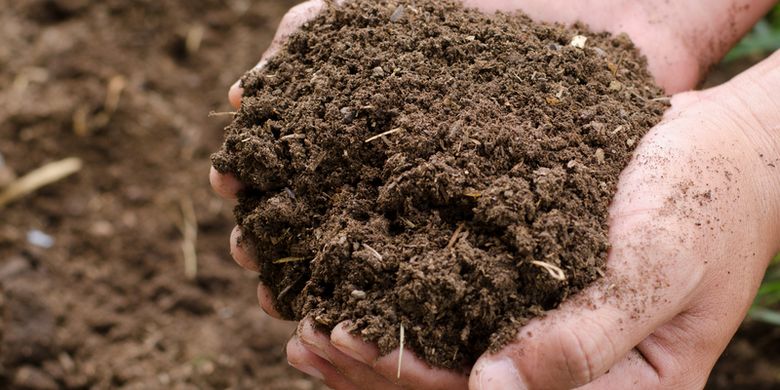 5 Cara Membuat Pupuk Cair Menggunakan Bahan Alami - Vimarsana News