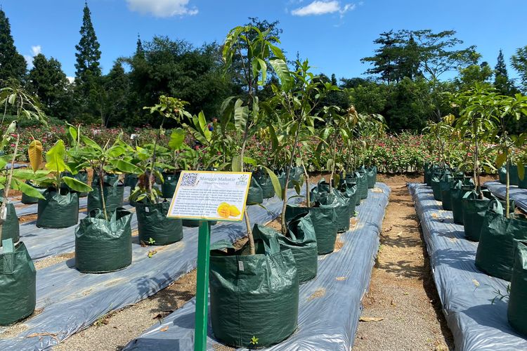 Taman buah di kawasan Bogor Fruit Garden di Gunung Menyan, Pamijahan, Bogor, Jawa Barat. 