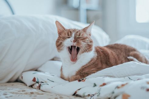 Penyebab dan Cara Mengatasi Bau Mulut pada Kucing