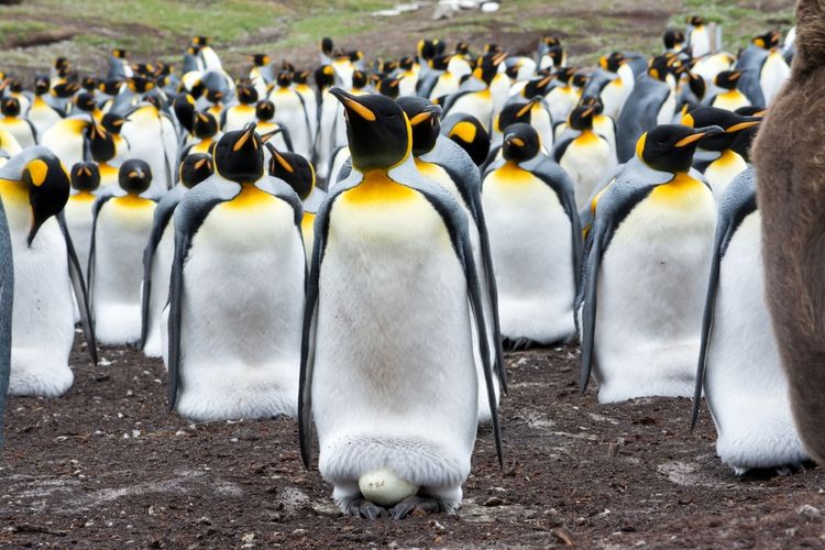 Cara penguin berkembang biak