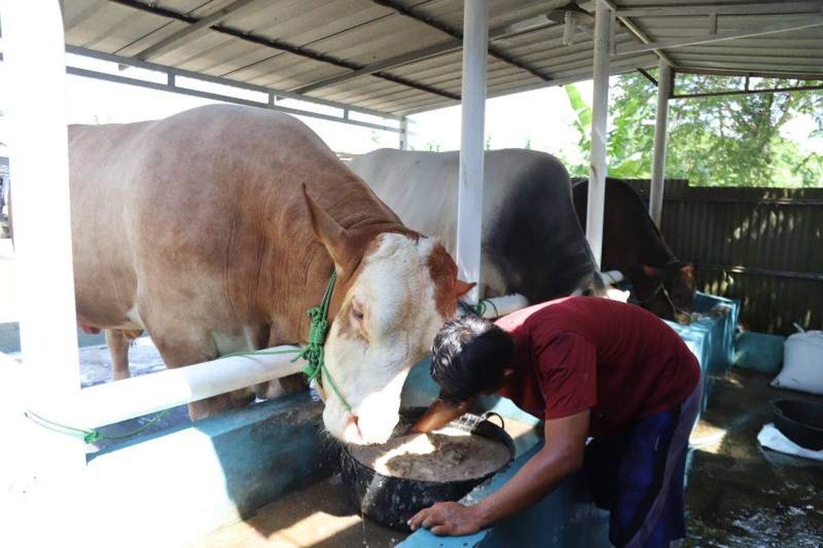 Sapi Parjo Berat 1,1 Ton dari Tangerang, Pilihan Prabowo untuk Kurban