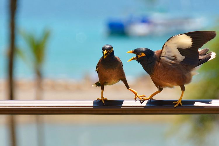 Burung jantan lebih atraktif dan agresif