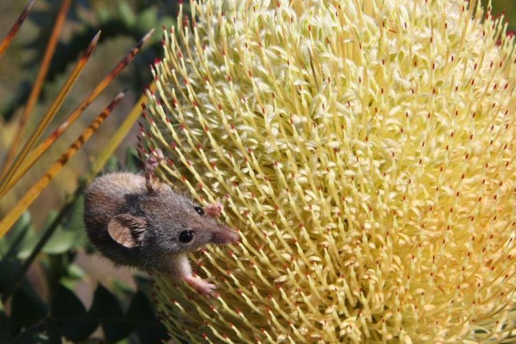 Posum madu adalah satu-satunya hewan marsupial di dunia yang hanya memakan nektar dan polen.