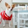 Ini yang Biasa Dilakukan Anjing ketika Tuannya Tidak di Rumah