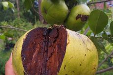 Black Sapote, Buah Asal Meksiko yang Rasanya Mirip Puding Cokelat