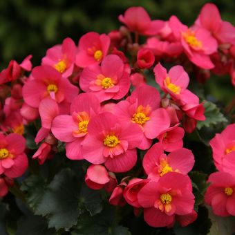 Begonia, tanaman yang punya batang tebal dan segar juga merupakan salah satu tanaman hias yang bisa ditanam di air dengan baik.