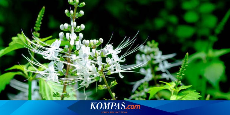 tanaman herbal kumis kucing kering untuk mengobati asam urat