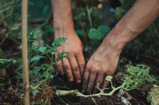 Ada 50.879 Petani Milenial di NTT Gunakan Teknologi Digital