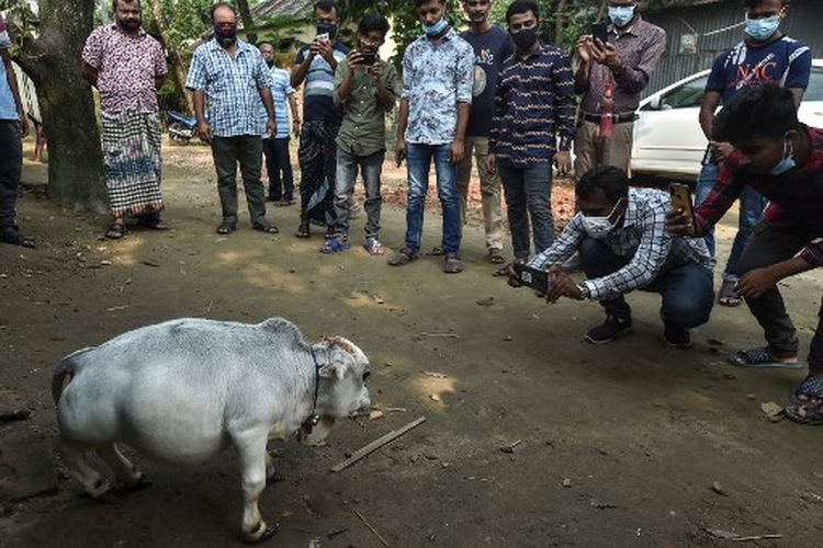 Orang-orang memotret seekor sapi mungil bernama Rani. Pemiliknya mendaftar ke Guinness Book of Records dan mengeklaimnya sebagai sapi terkecil di dunia, di sebuah peternakan sapi di Charigram, Savar, Bangladesh, pada Selasa (6/7/2021).