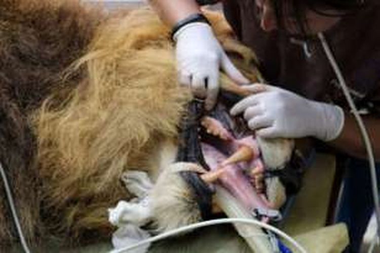 Beginilah cara dokter mencabut gigi Mandela, singa jantan berusia 13 tahun, yang mengalami infeksi.