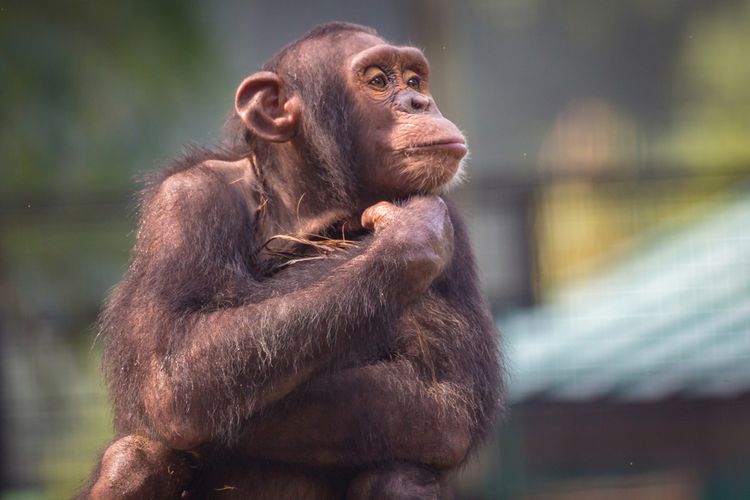 Ilustrasi simpanse