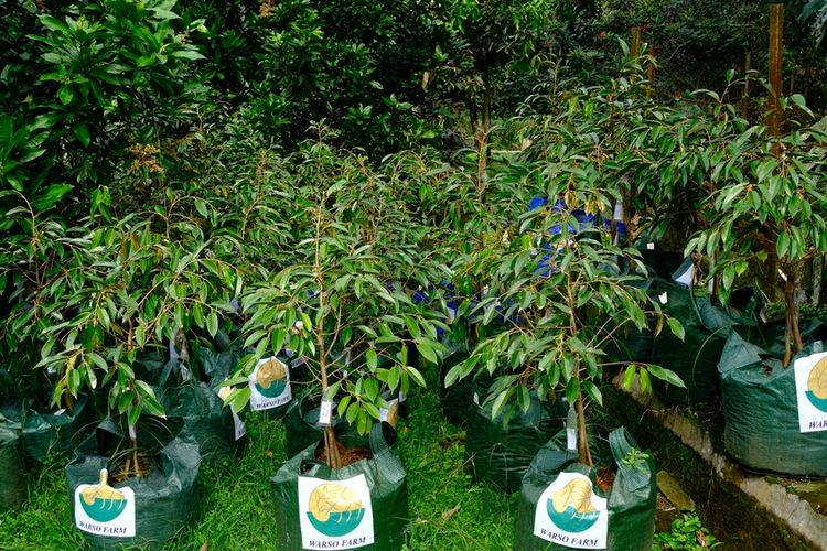 Ilustrasi benih durian kaki tiga.