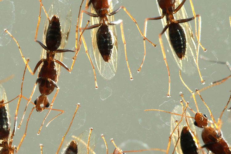 Ilustrasi semut terbang. 