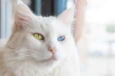 Penyebab Heterochromia pada Kucing, Kondisi Mata dengan Warna Berbeda