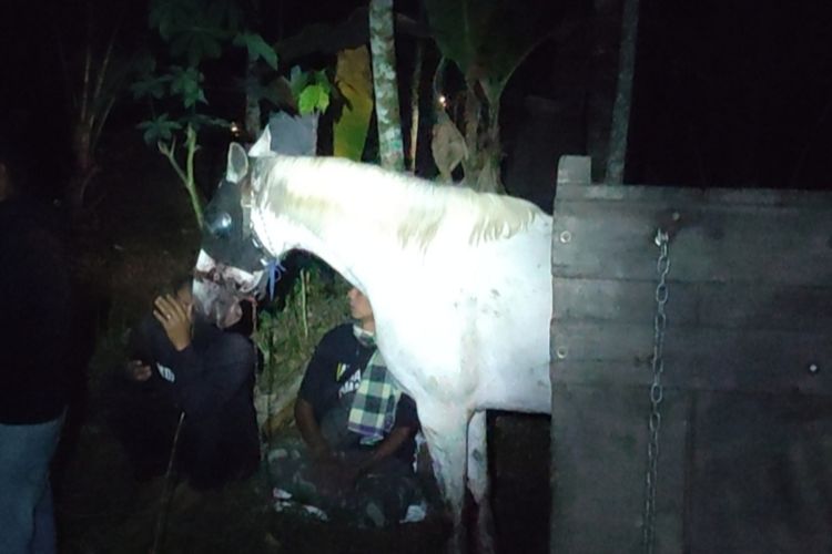 Truk Bawa 6 Kuda Terjun ke Jurang di Jalan Magelang-Wonosobo