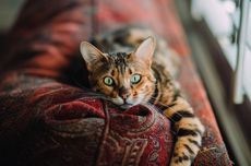 Cara Menghilangkan Bau Urine Kucing yang Menempel di Lantai Rumah