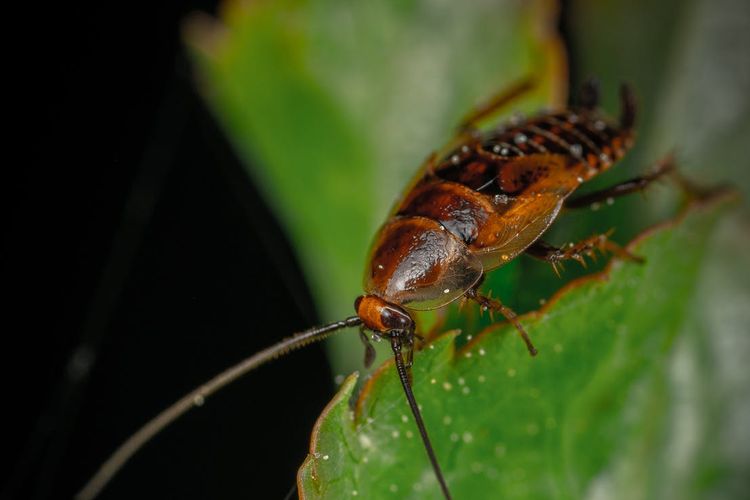 Soñar con cucaracha que significa