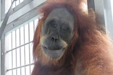Penyiksaan Orangutan dengan Senapan di Aceh Sudah 4 Kali Terjadi