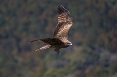 Mengapa Tulang Burung Berongga?