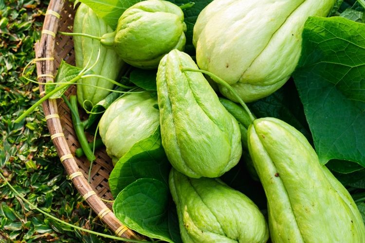 Labu siam yang sudah dipanen