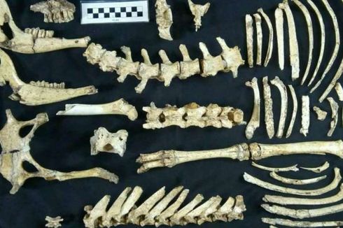 Arkeolog Temukan Fosil Rusa Prasejarah di Argentina