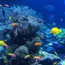 Pulau di Mentawai Dijual di Situs Luar Negeri, Kadis Pariwisata: HGB yang Diperjualbelikan