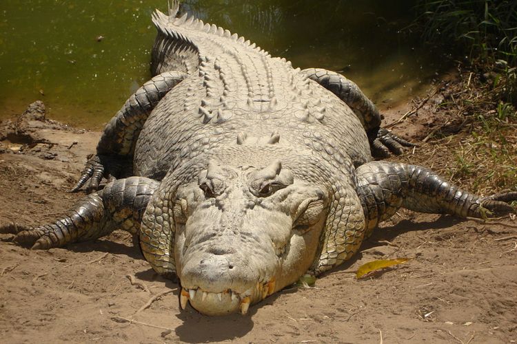 Ilustrasi buaya muara (Crocodylus porosus). Buaya adalah spesies reptil yang paling rentan terancam punah.