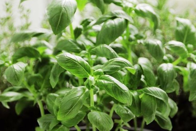 Ilustrasi tanaman kemangi.