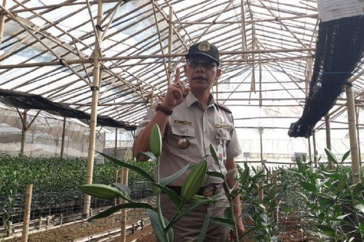 Kepala Badan Karantina Pertanian Kementerian Pertanian, Ali Jamil, di tempat budidaya bunga milik PT Casa Fiore Cantiga, Pangalengan, Kabupaten Bandung, Sabtu (22/6/2019). Ratusan ribu bibit bunga lili asal Belanda dimusnahkan karena mengandung virus berbahaya. 