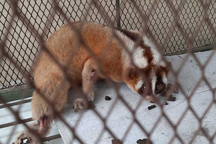 Seekor Kukang Jawa dikira kucing yang terluka diserahkan seorang warga Kota Tasikmalaya ke pihak BKSDA Gunung Sawal, Senin (17/5/2021).