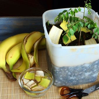 Ilustrasi pupuk organik dari kulit pisang. 