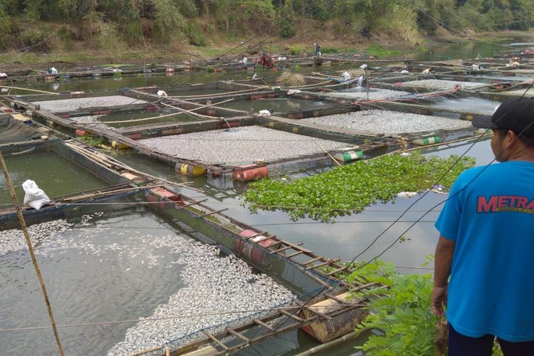 Ratusan ikan keramba jala apung di 3 Desa, Kecamatan Karang Intan, Banjar, Kalsel mati mendadak, Rabu (16/10/2019).