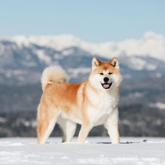 Ilustrasi anjing Akita inu.