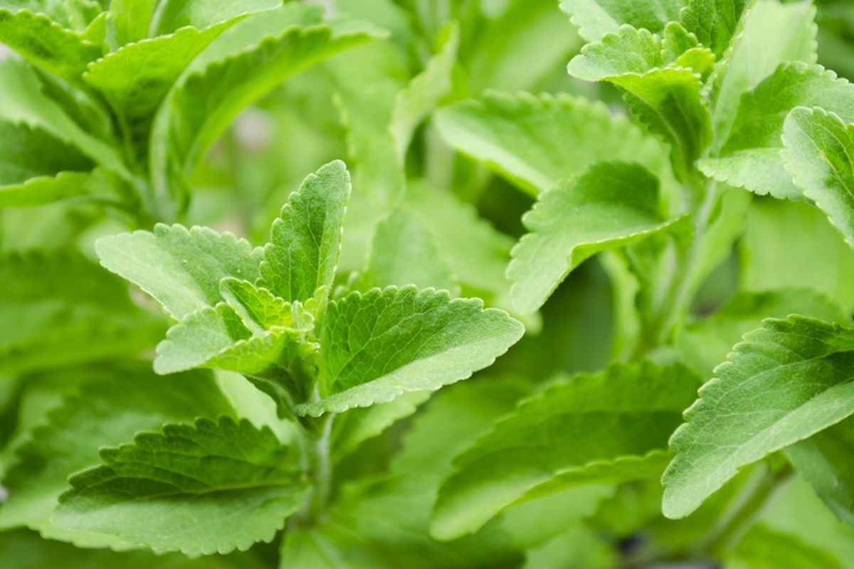 Ilustrasi tanaman stevia, daun stevia.