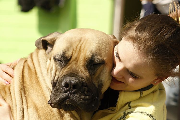 Ilustrasi ras anjing English Mastiff bersama pemiliknya. 