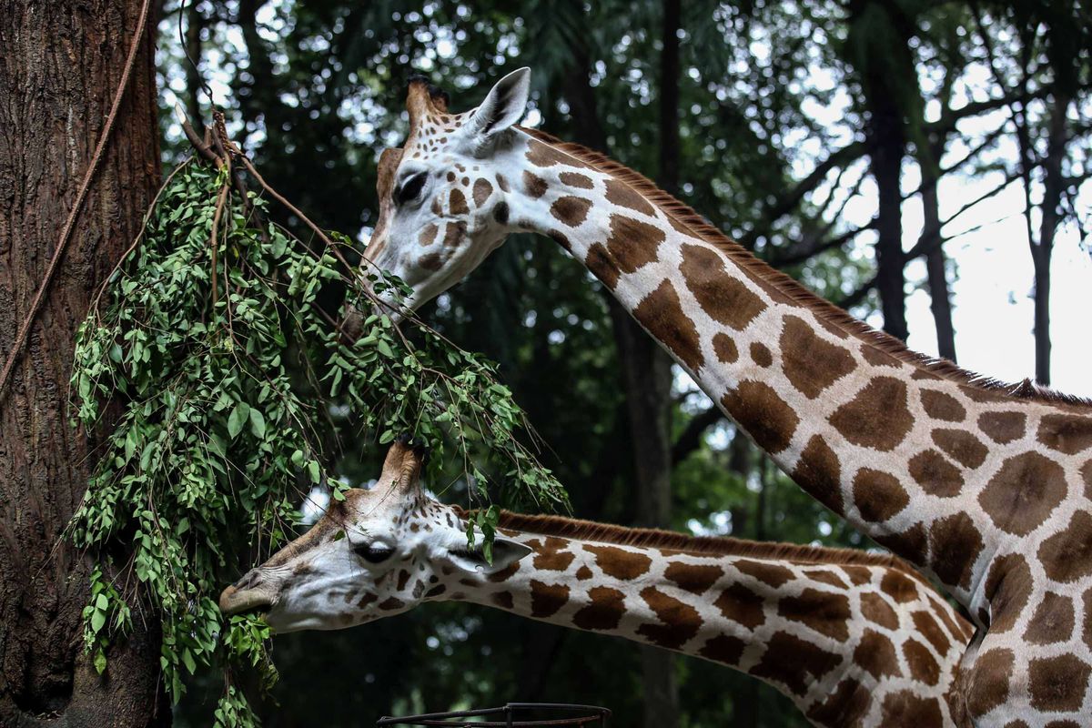 Pengasuh hewan saat memberikan makan jerapah di Kebun Binatang Ragunan, Jakarta Timur, Rabu (20/3/2019). Makanan-makanan yang diberikan adalah sayuran wortel, kacang panjang, dan daun kupu-kupu.