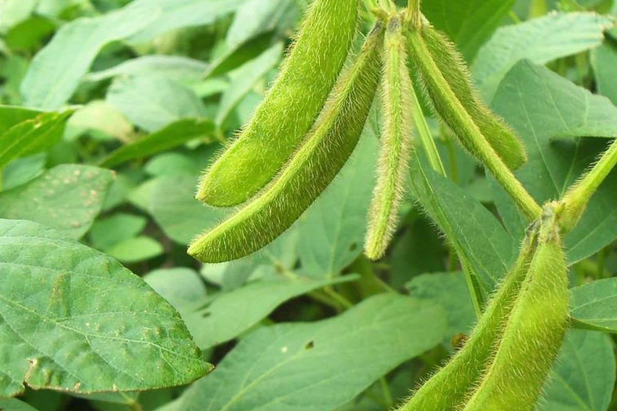 Gambar Tanaman kedelai