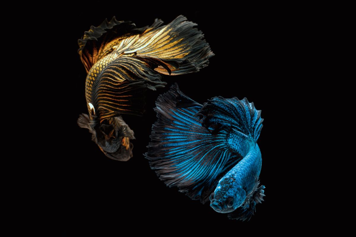 Ilustrasi ikan cupang.