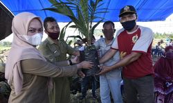 Pemkab Luwu Utara Gelar Peremajaan Kelapa Sawit untuk Tingkatkan Produktivitas