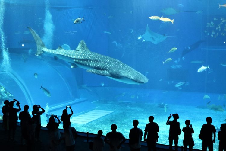 Okinawa Churaumi Aquarium