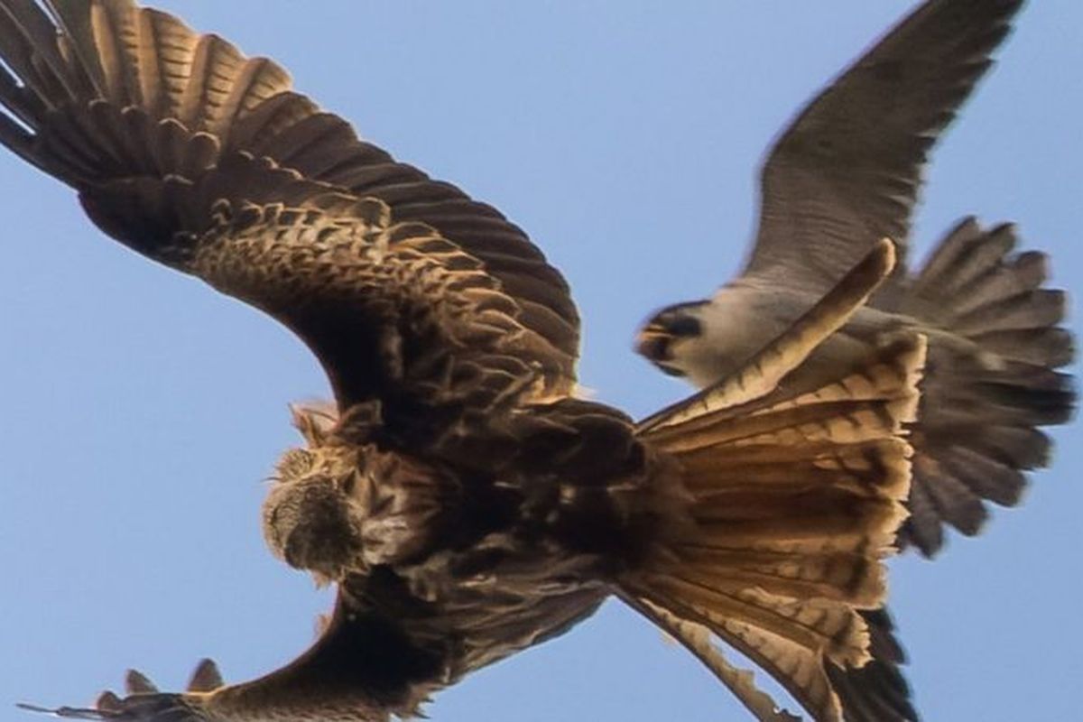 Pertarungan elang vs alap-alap. Sang alap-alap betina menukik untuk mengusir burung elang merah yang hendak merebut makanannya.
