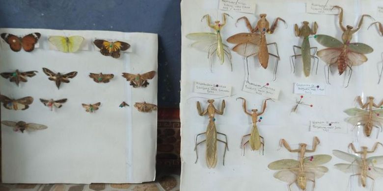 Koleksi serangga yang diawetkan milik Davis Damaledo